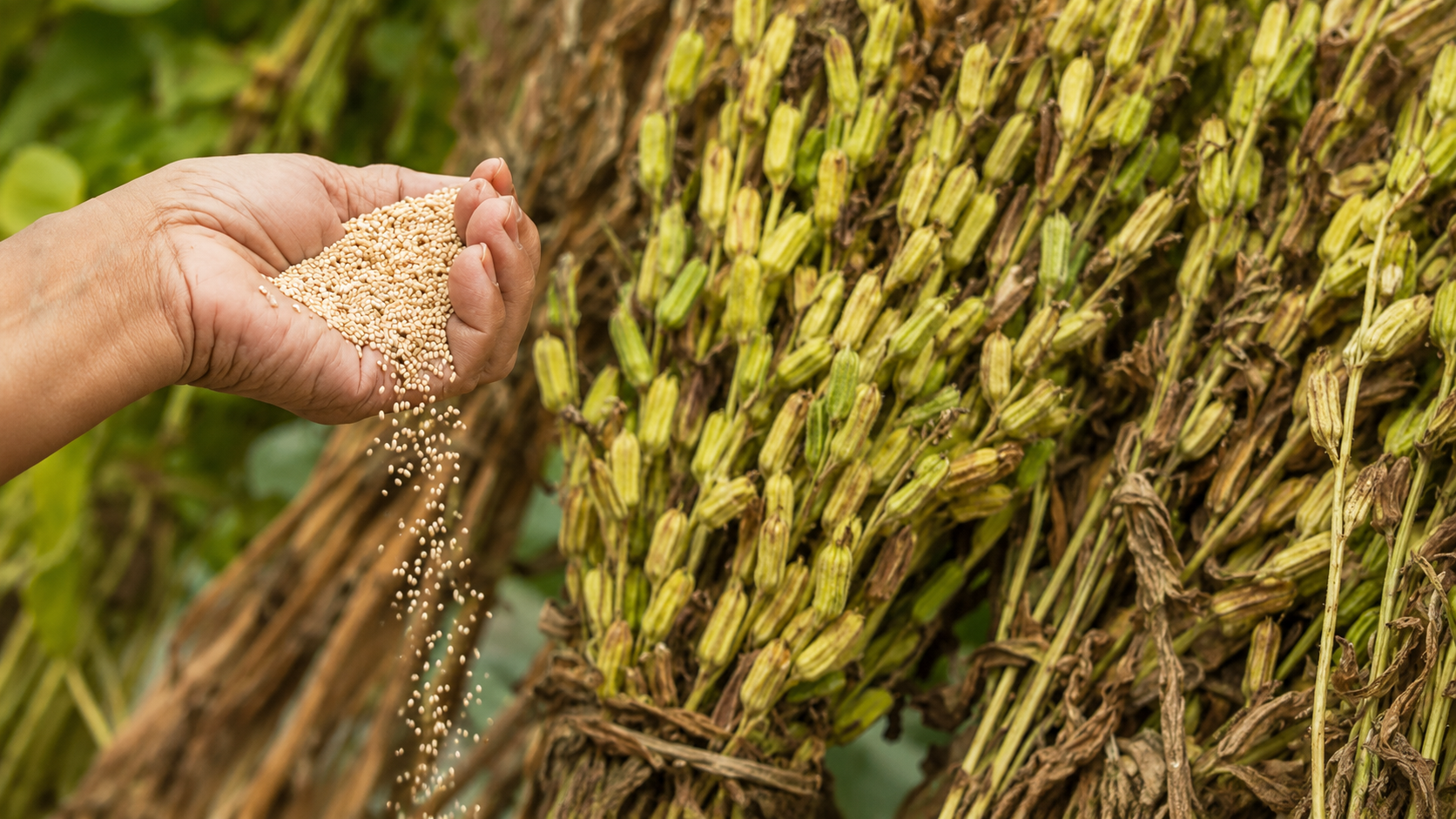 Natural Sesame Seeds