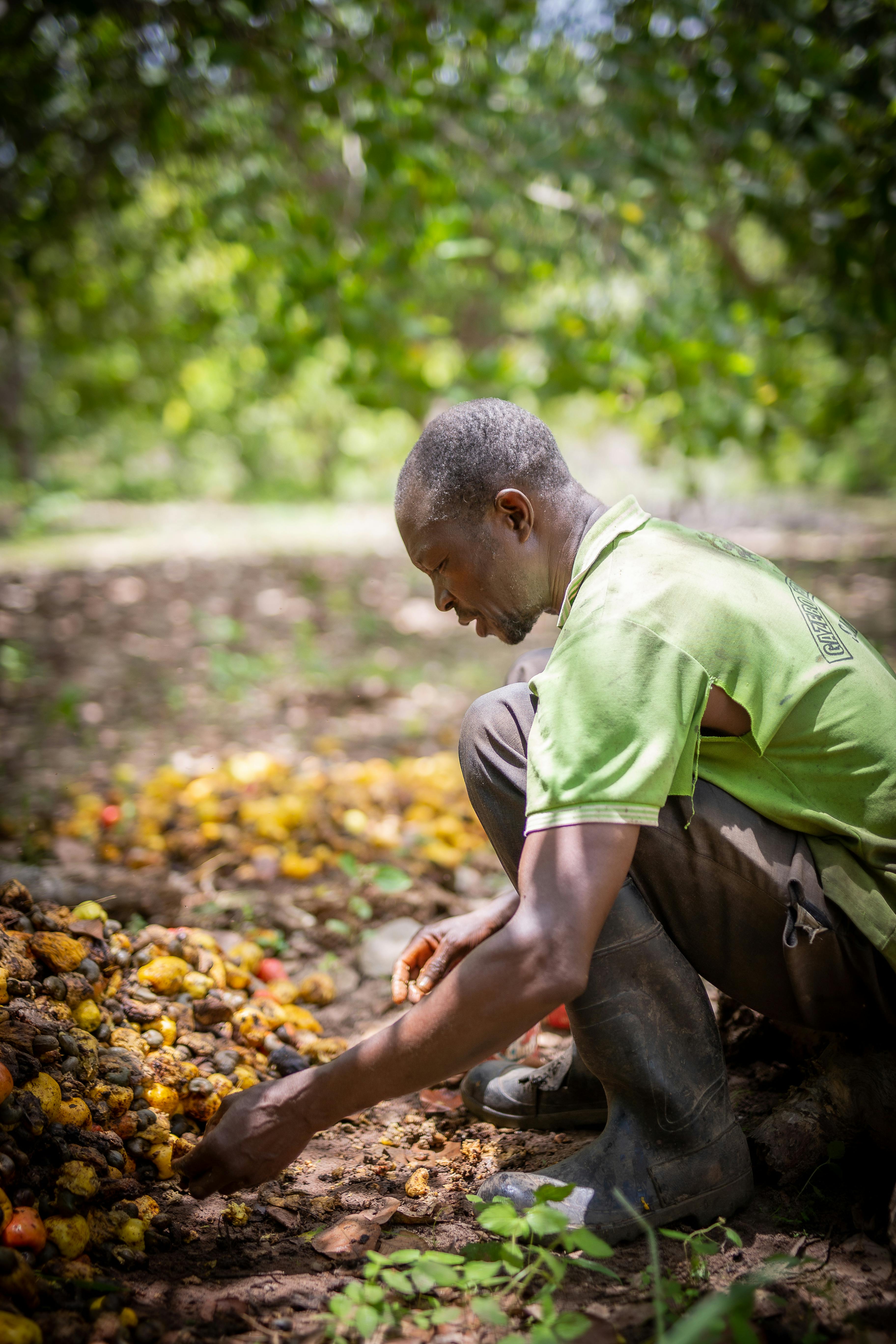 Cashew farmer harvesting in Africa
