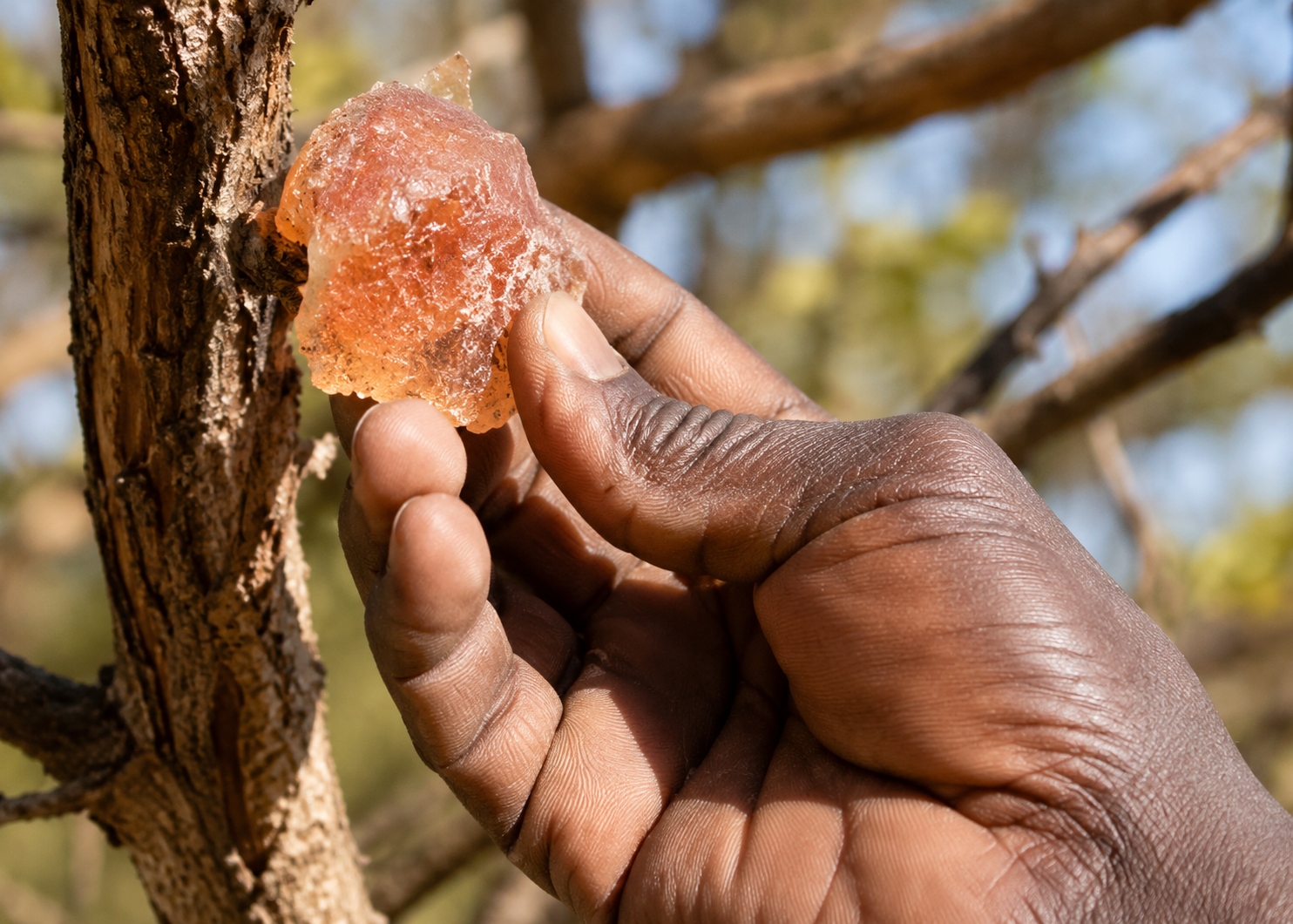 Raw Gum Arabic